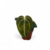 Anthurium regale potted plant in nursery pot on white background.