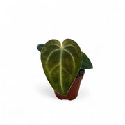 Anthurium regale potted plant in nursery pot on white background.