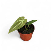 Anthurium regale potted plant in nursery pot on white background.