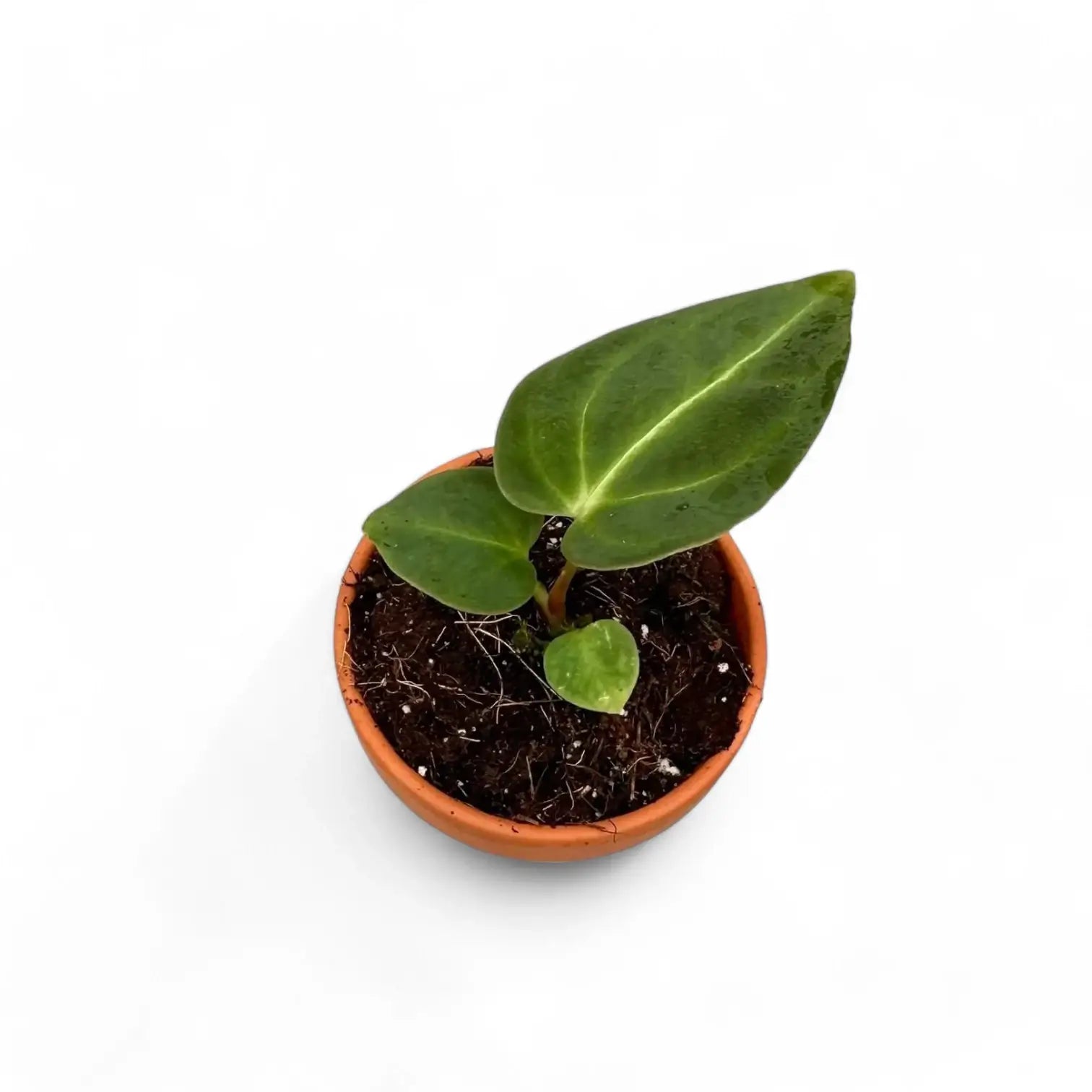 Anthurium regale potted plant in nursery pot on white background.