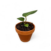 Anthurium regale potted plant in nursery pot on white background.