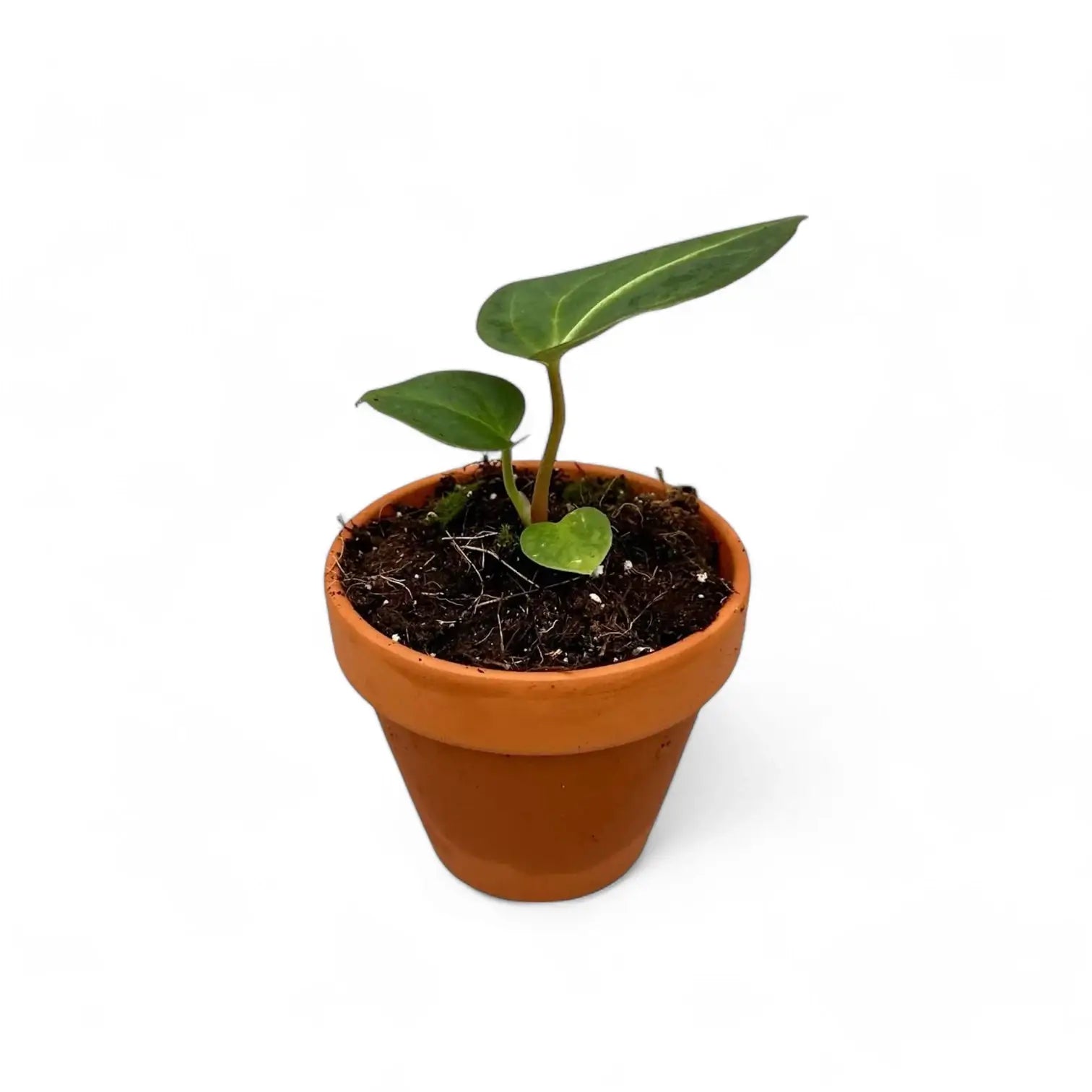 Anthurium regale potted plant in nursery pot on white background.
