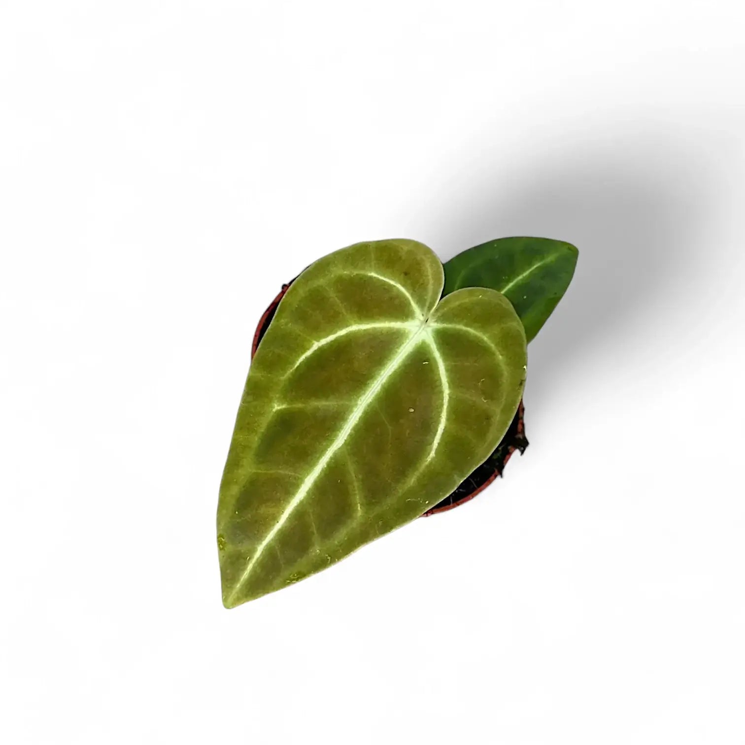 Anthurium regale potted plant in nursery pot on white background.