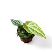 anthurium regale x luxurians Anthurium regale x luxurians
