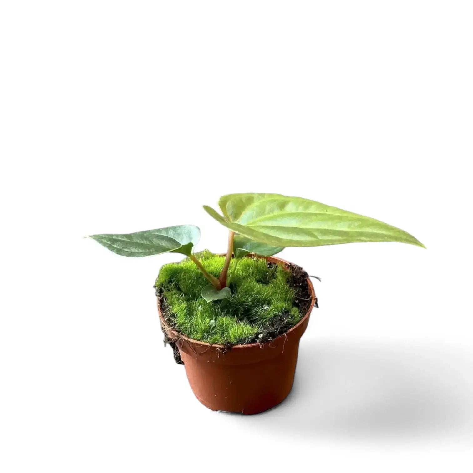 Anthurium regale x luxurians – Topfpflanze im Kulturtopf vor weißem Hintergrund, Produktfoto 7.