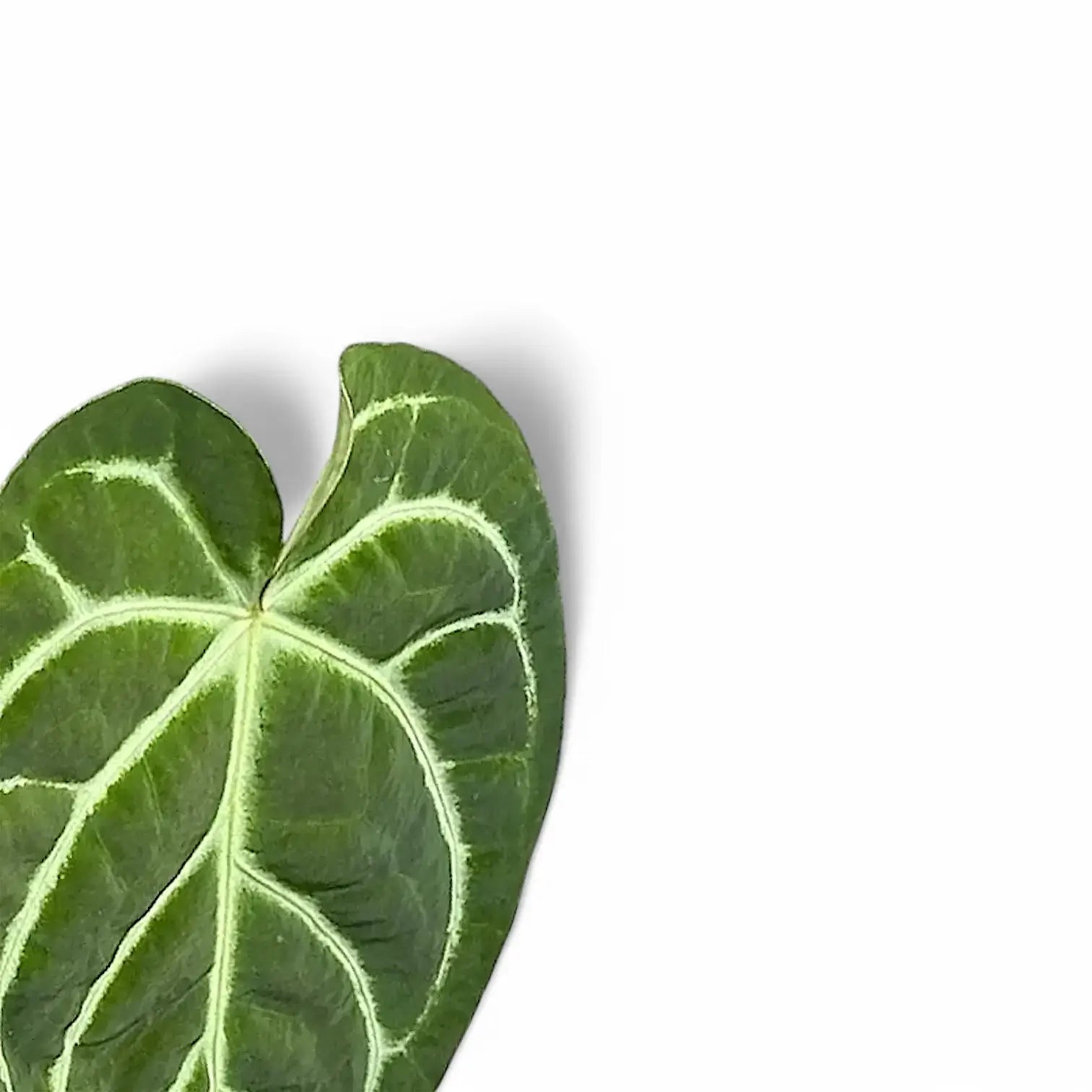 Anthurium regale x magnificum – Blattdetail vor weißem Hintergrund..