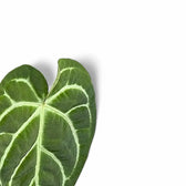 Nahaufnahme eines Blatts von Anthurium regale x magnificum vor weißem Hintergrund.