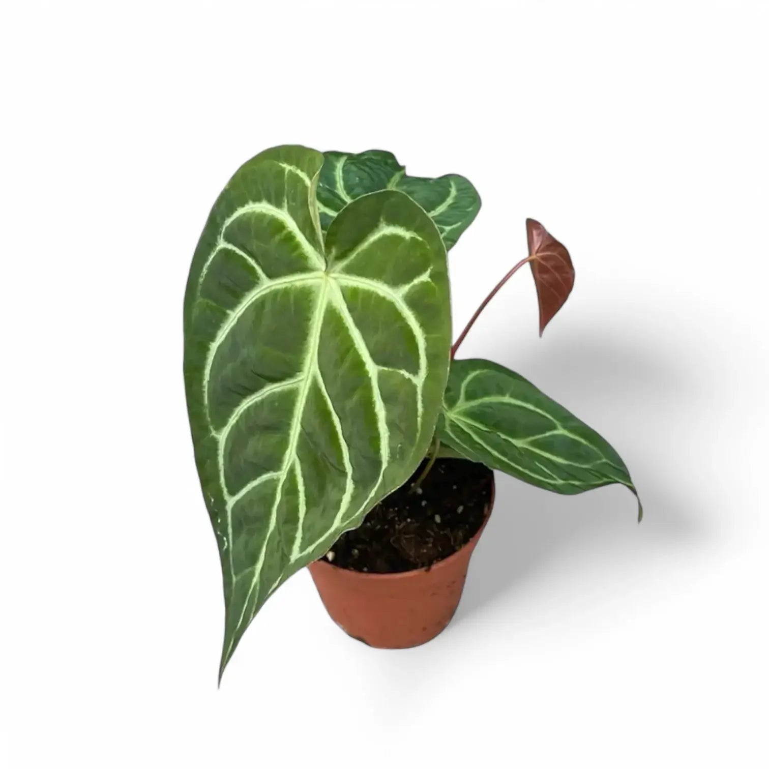 Anthurium regale x magnificum potted plant in nursery pot on white background.