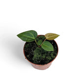 anthurium regale x magnificum Anthurium regale x magnificum