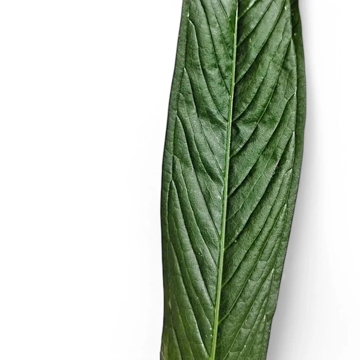 Anthurium rubioanum – Blattdetail vor weißem Hintergrund..
