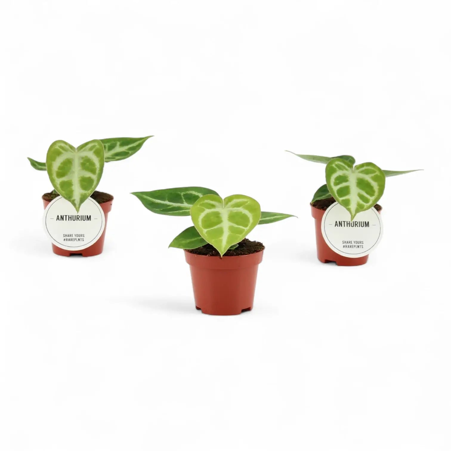 Anthurium 'Silver blush' potted plant in nursery pot on white background.