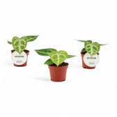 Anthurium 'Silver blush' – Topfpflanze im Kulturtopf vor weißem Hintergrund, Produktfoto 5.