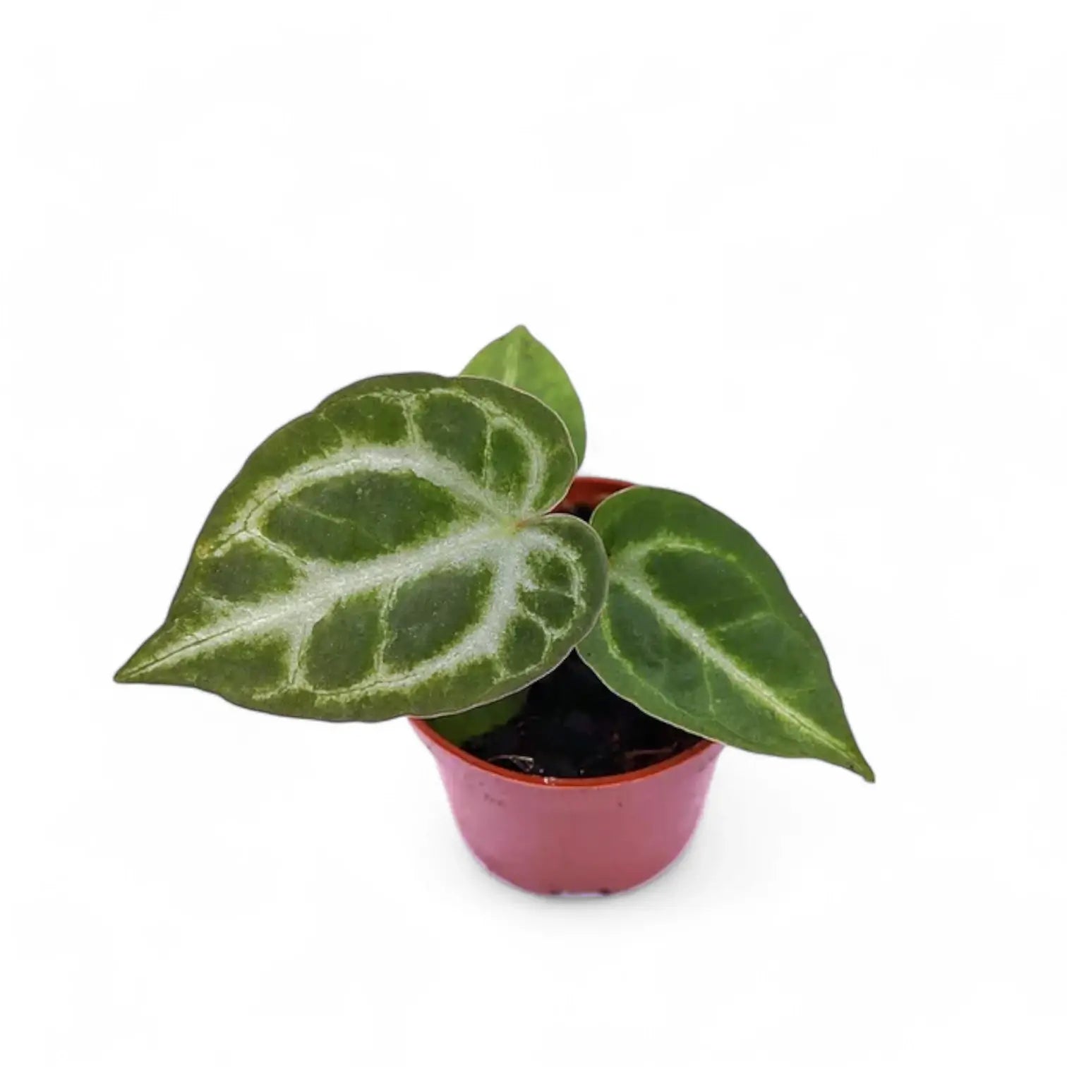 Anthurium 'Silver blush' potted plant in nursery pot on white background.