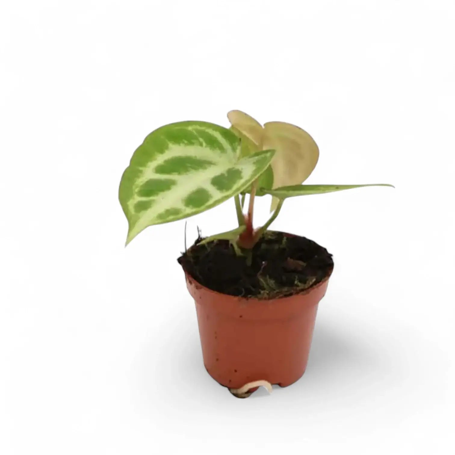 Anthurium 'Silver blush' – Topfpflanze im Kulturtopf vor weißem Hintergrund, Produktfoto 8.