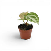 Anthurium 'Silver Blush' baby plant in a nursery pot.