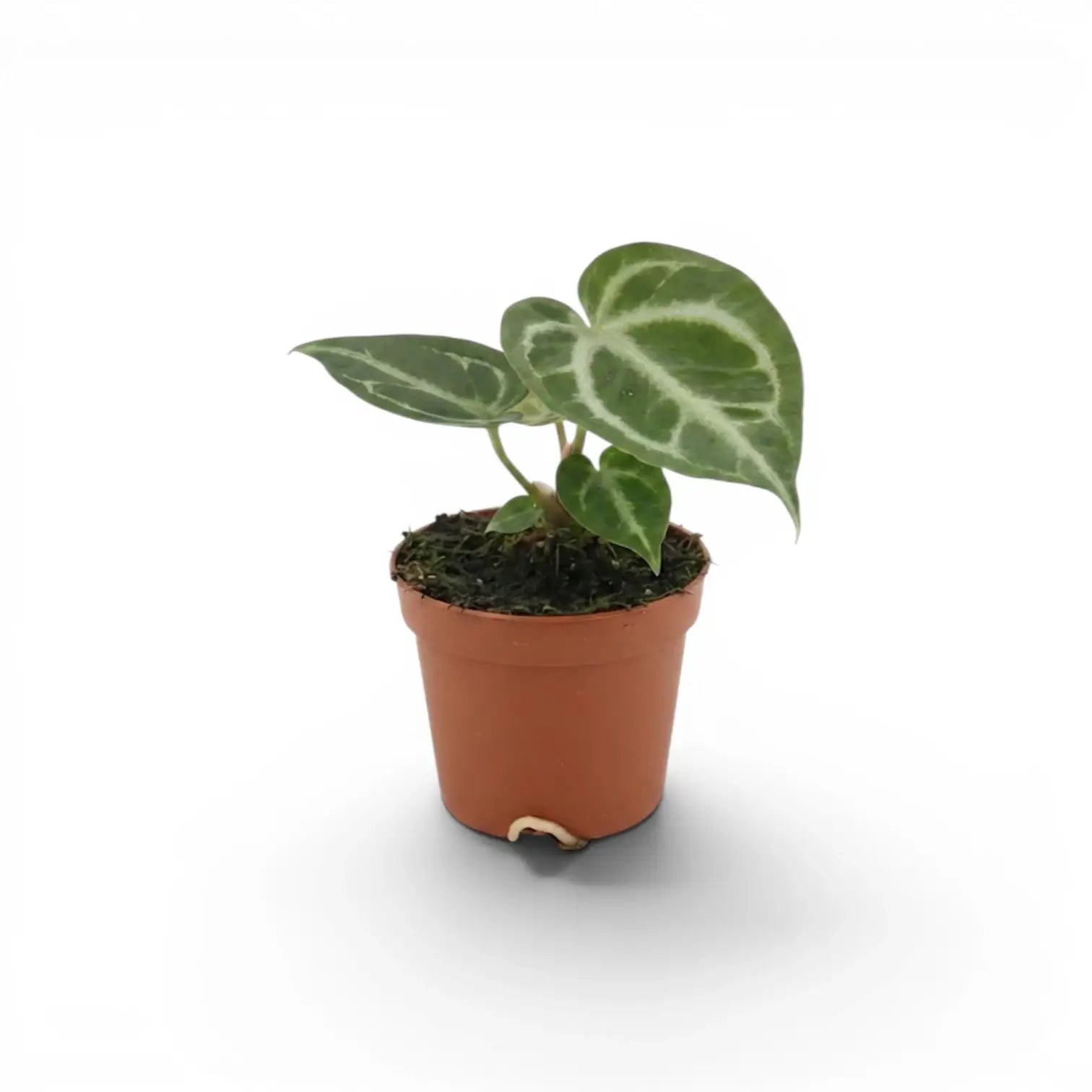 Anthurium 'Silver Blush' baby plant in a nursery pot.