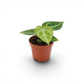 Anthurium 'Silver Blush' baby plant in a nursery pot.