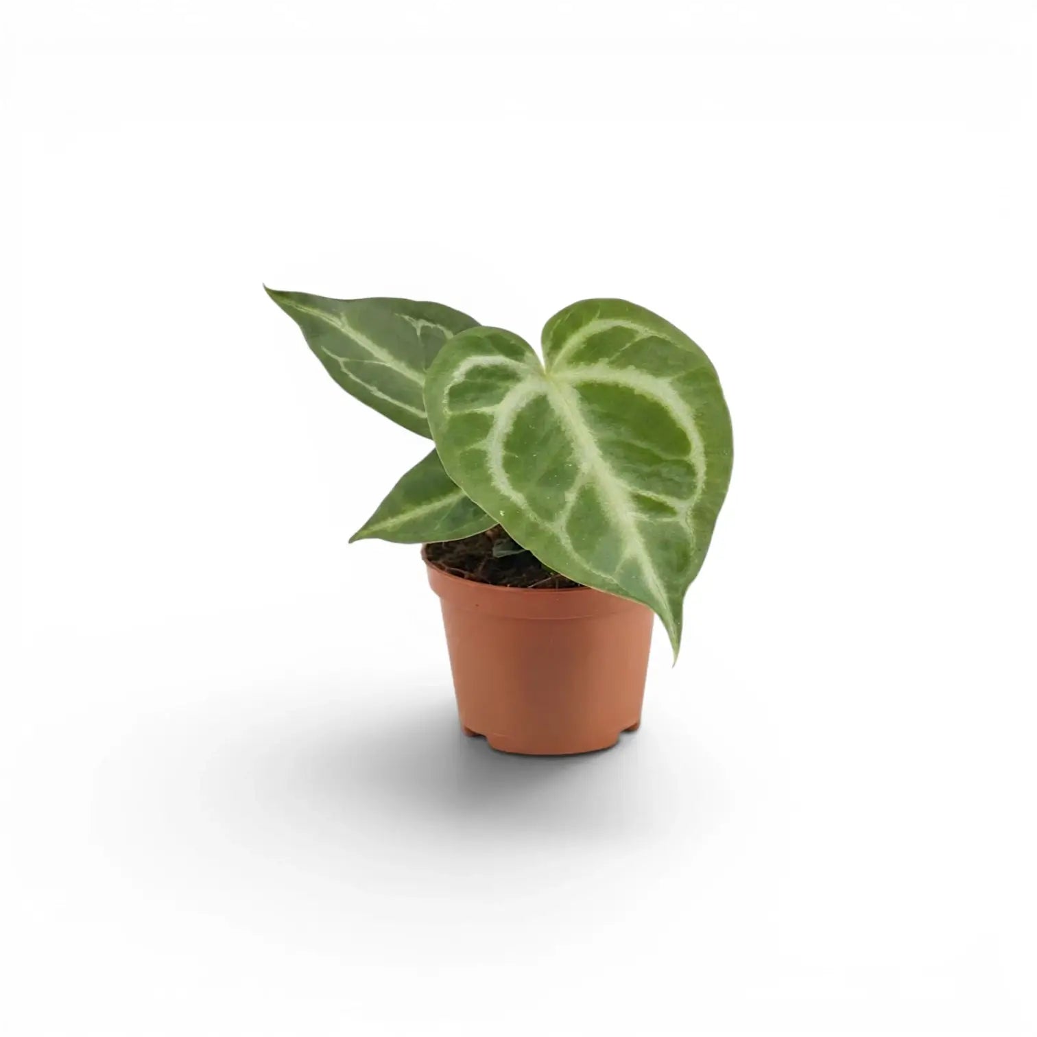 Anthurium 'Silver Blush' baby plant in a nursery pot.