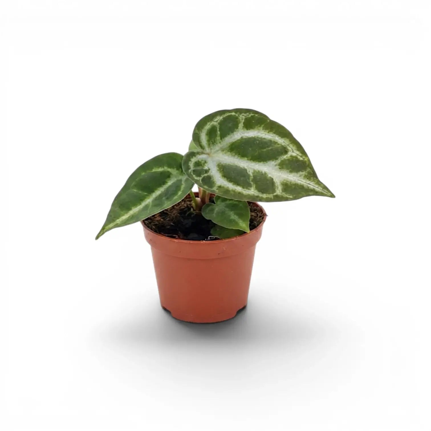 Anthurium 'Silver Blush' baby plant in a nursery pot.