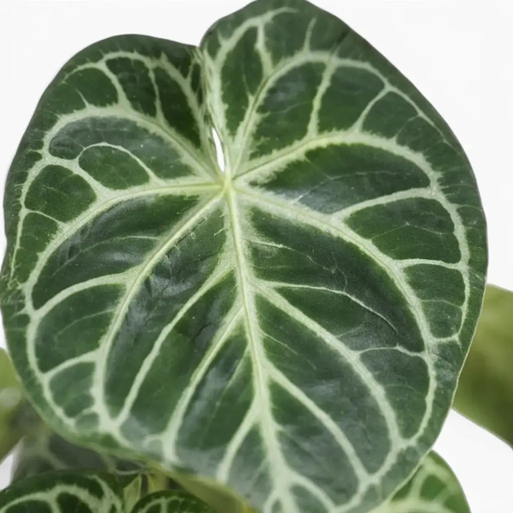 Close-up of Anthurium 'Silver Blush' leaves.