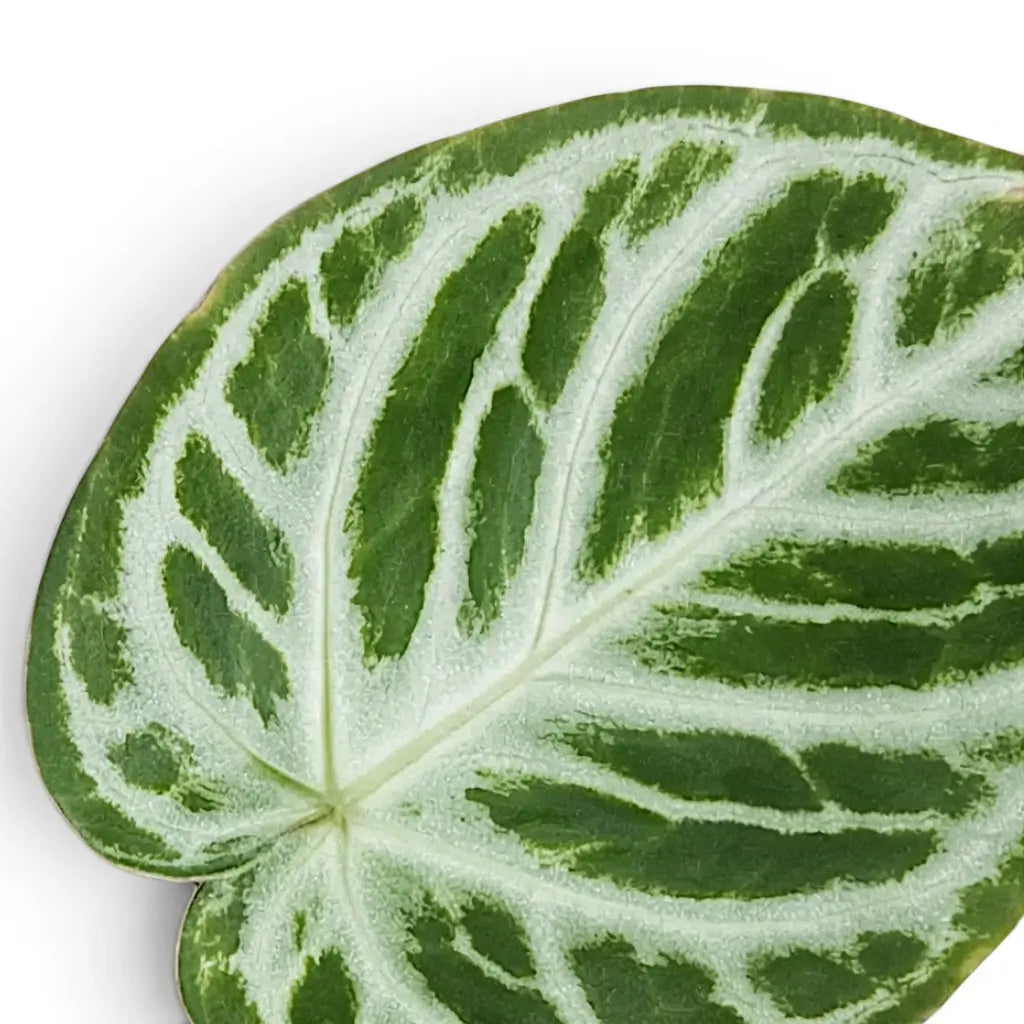 Close-up of Anthurium 'Silver Blush' leaves.