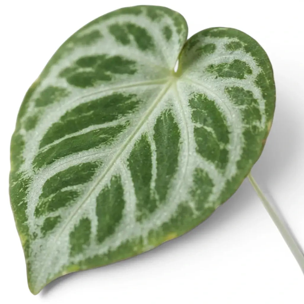 Close-up of Anthurium 'Silver Blush' leaves.