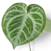 Close-up of Anthurium 'Silver Blush' leaves.