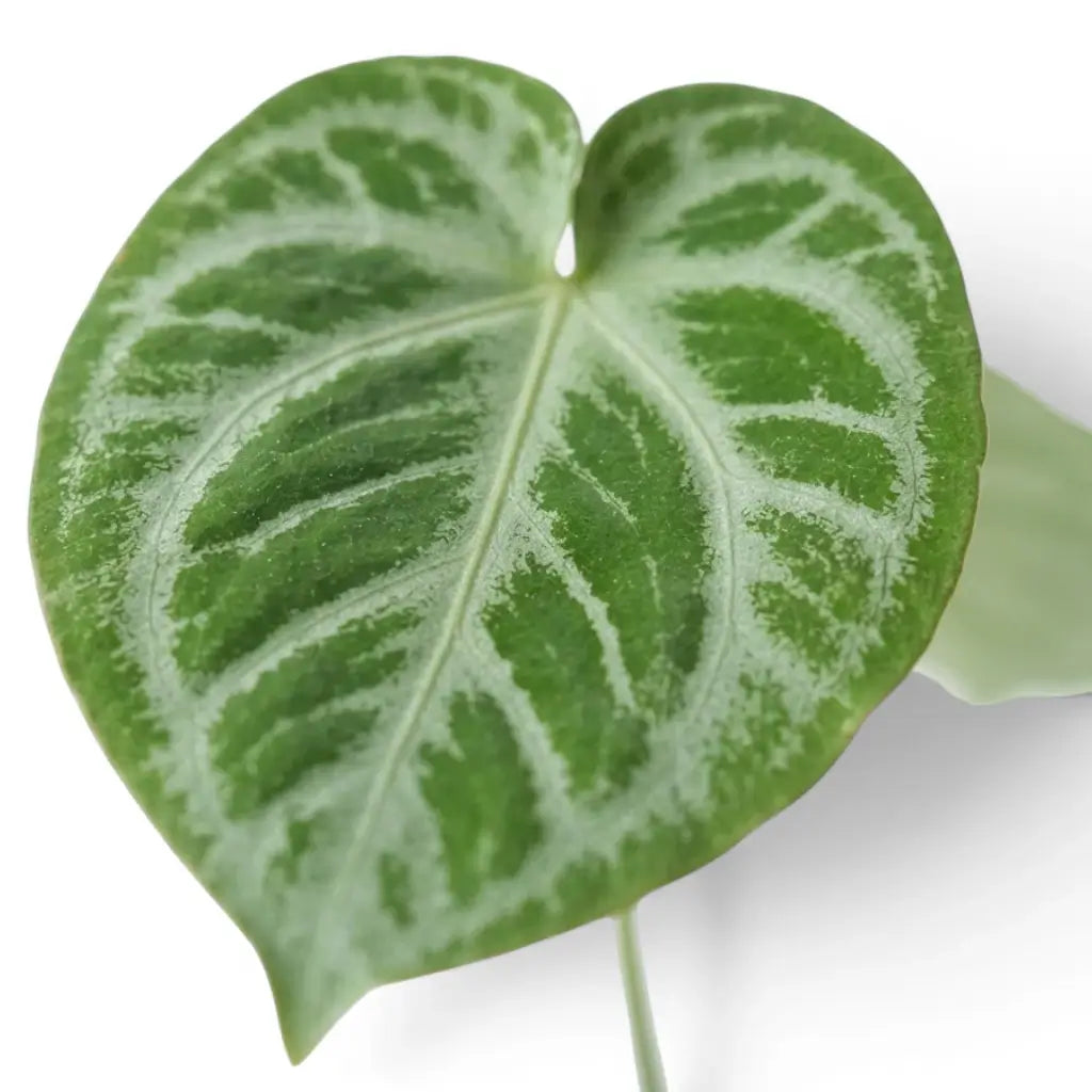 Close-up of Anthurium 'Silver Blush' leaves.