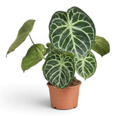 Anthurium 'Silver Blush' large plant in a nursery pot.