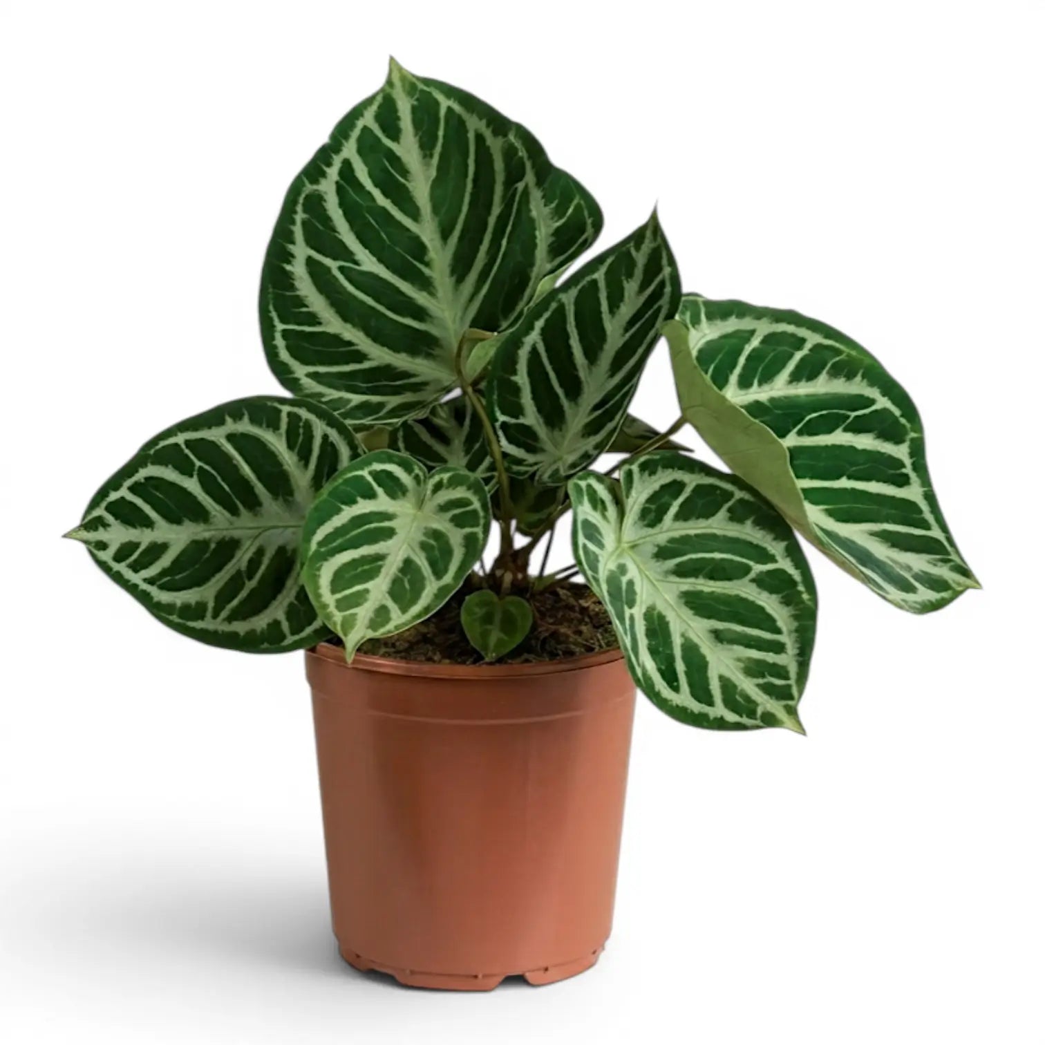 Anthurium 'Silver Blush' large plant in a nursery pot.