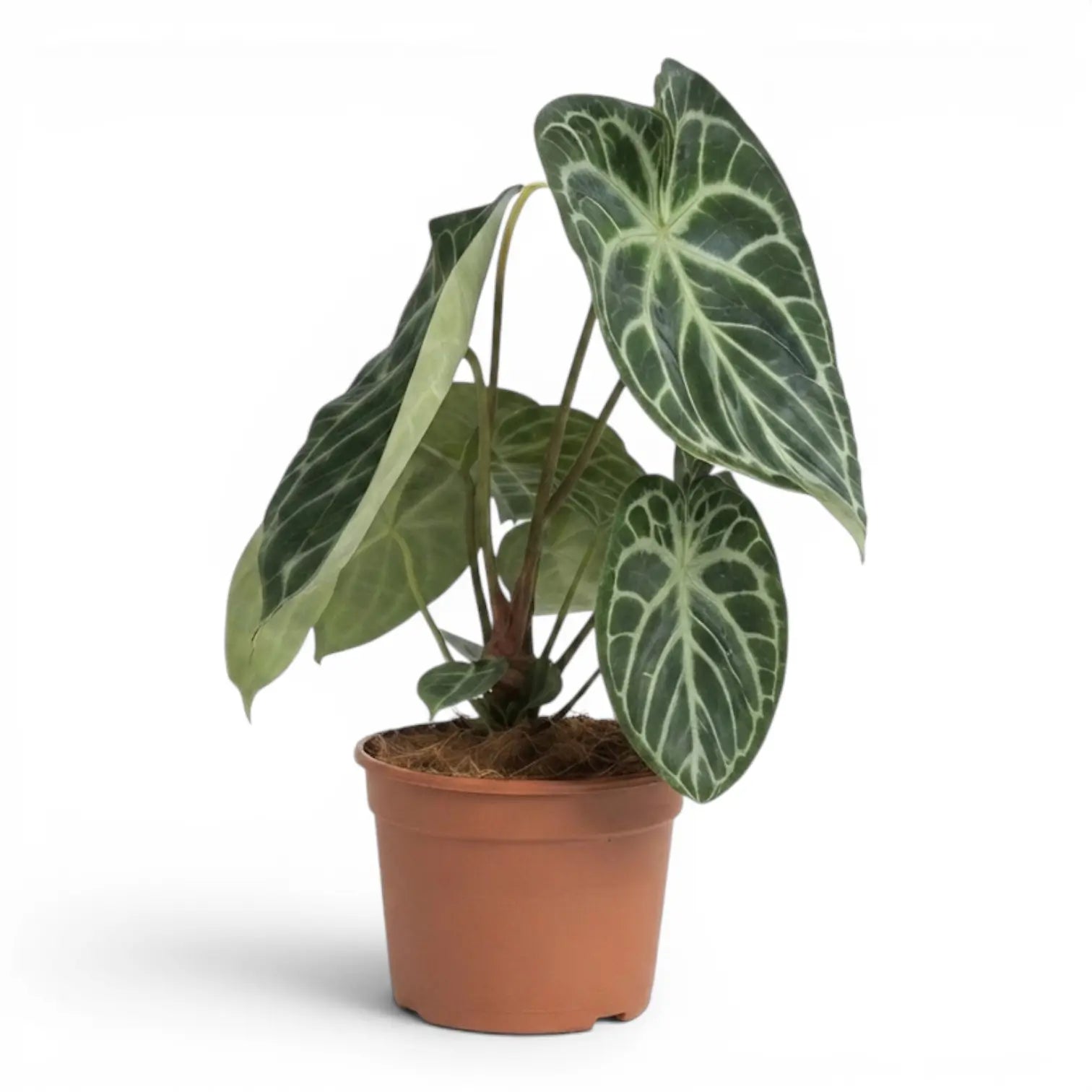 Anthurium 'Silver Blush' large plant in a nursery pot.