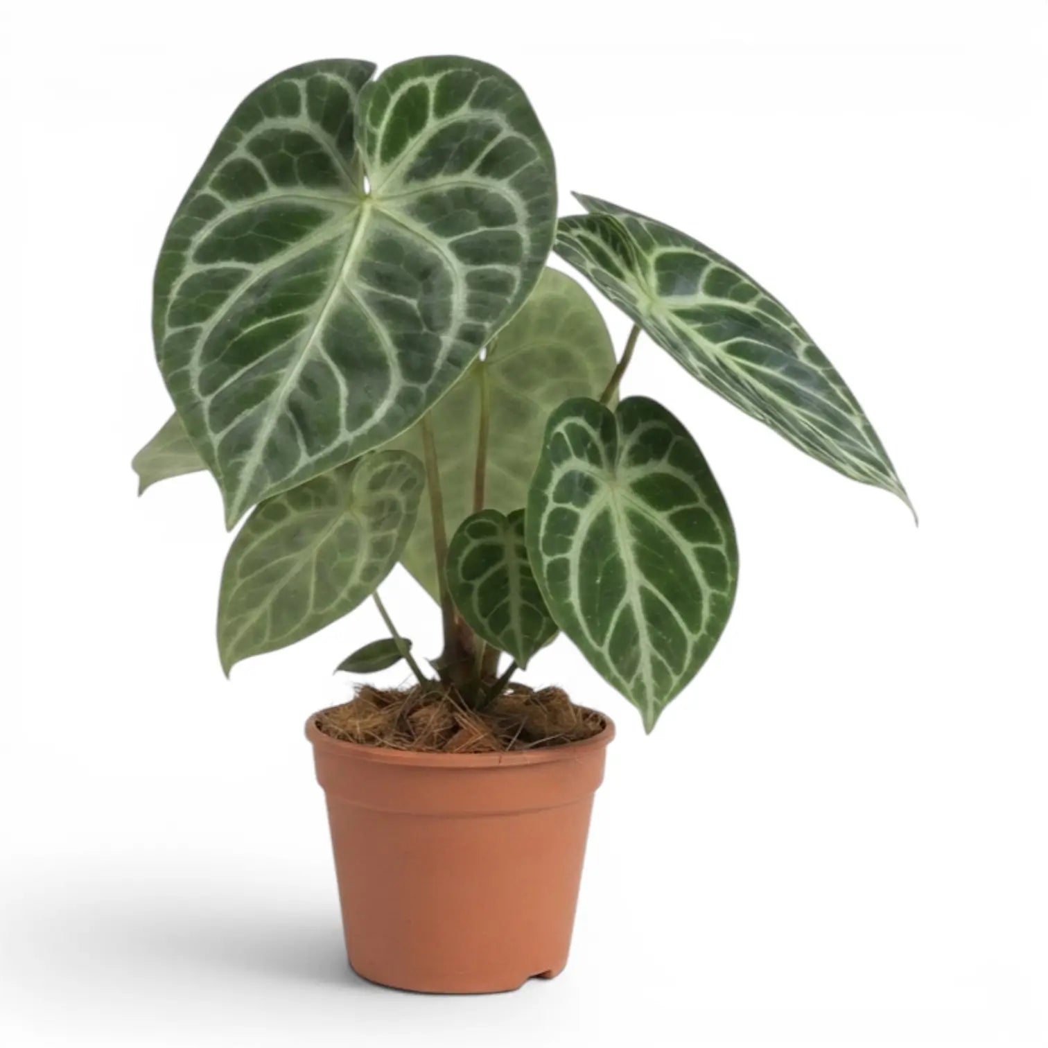 Anthurium 'Silver Blush' large plant in a nursery pot.