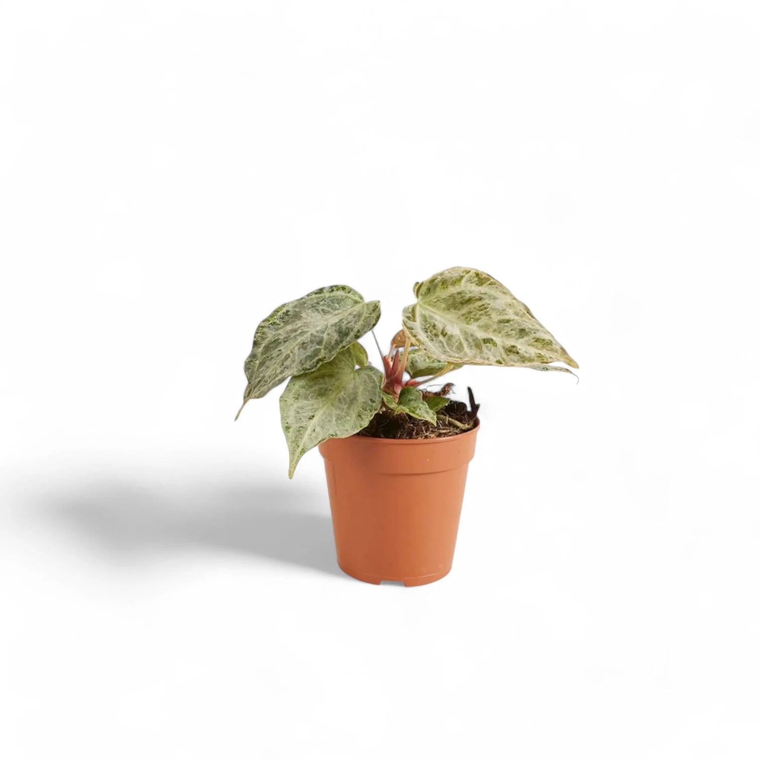 Anthurium 'Silver blush Mint' potted plant in nursery pot on white background.