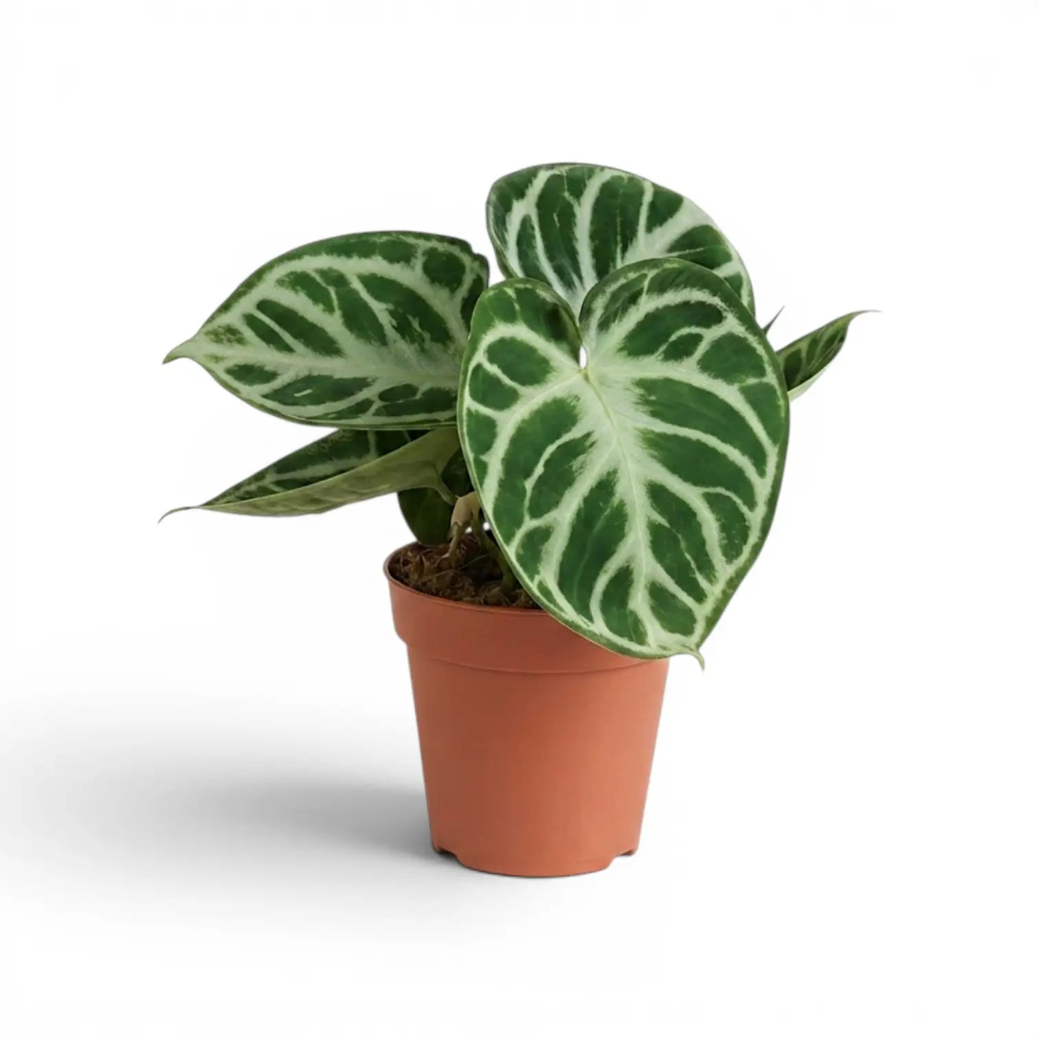 Anthurium 'Silver Blush' plant in a nursery pot.