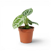Anthurium 'Silver Blush' plant in a nursery pot.