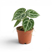 Anthurium 'Silver Blush' plant in a nursery pot.