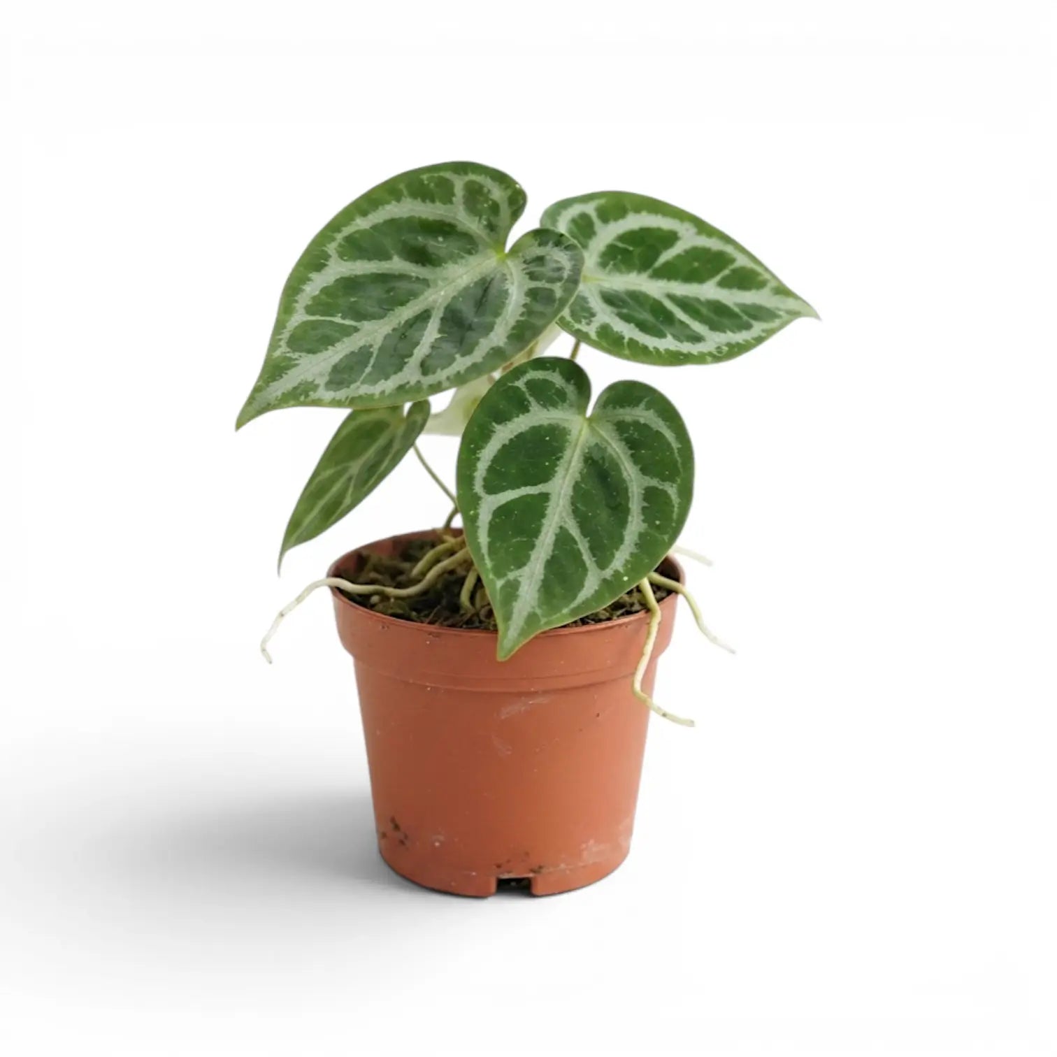 Anthurium 'Silver Blush' plant in a nursery pot.