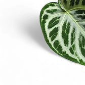 Nahaufnahme eines Blatts von Anthurium 'Super Silver Blush' vor weißem Hintergrund.