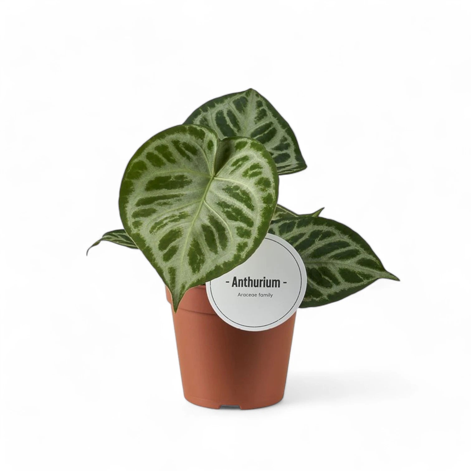 Anthurium 'Super Silver Blush' potted plant in nursery pot on white background.