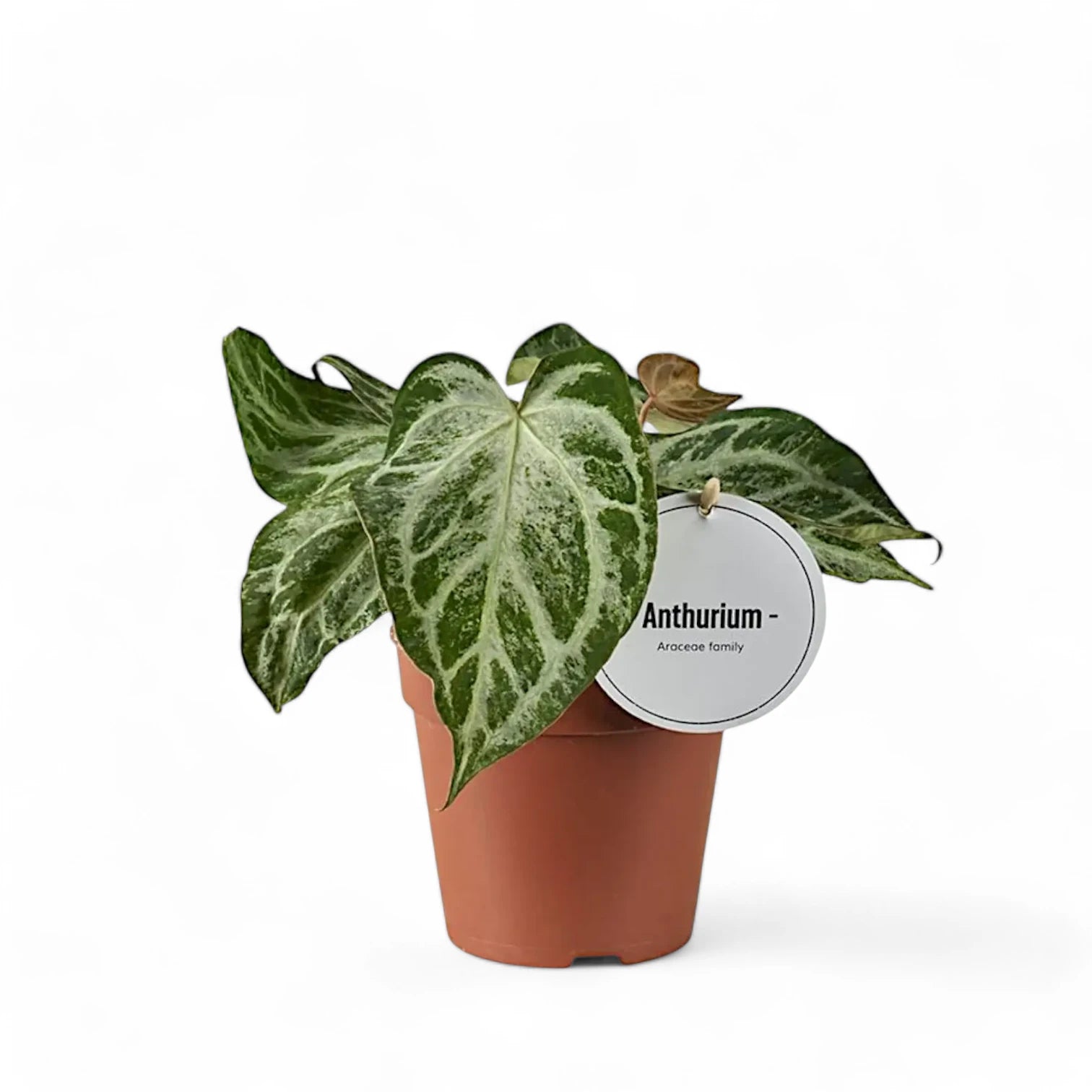 Anthurium 'Super Silver Blush' potted plant in nursery pot on white background.