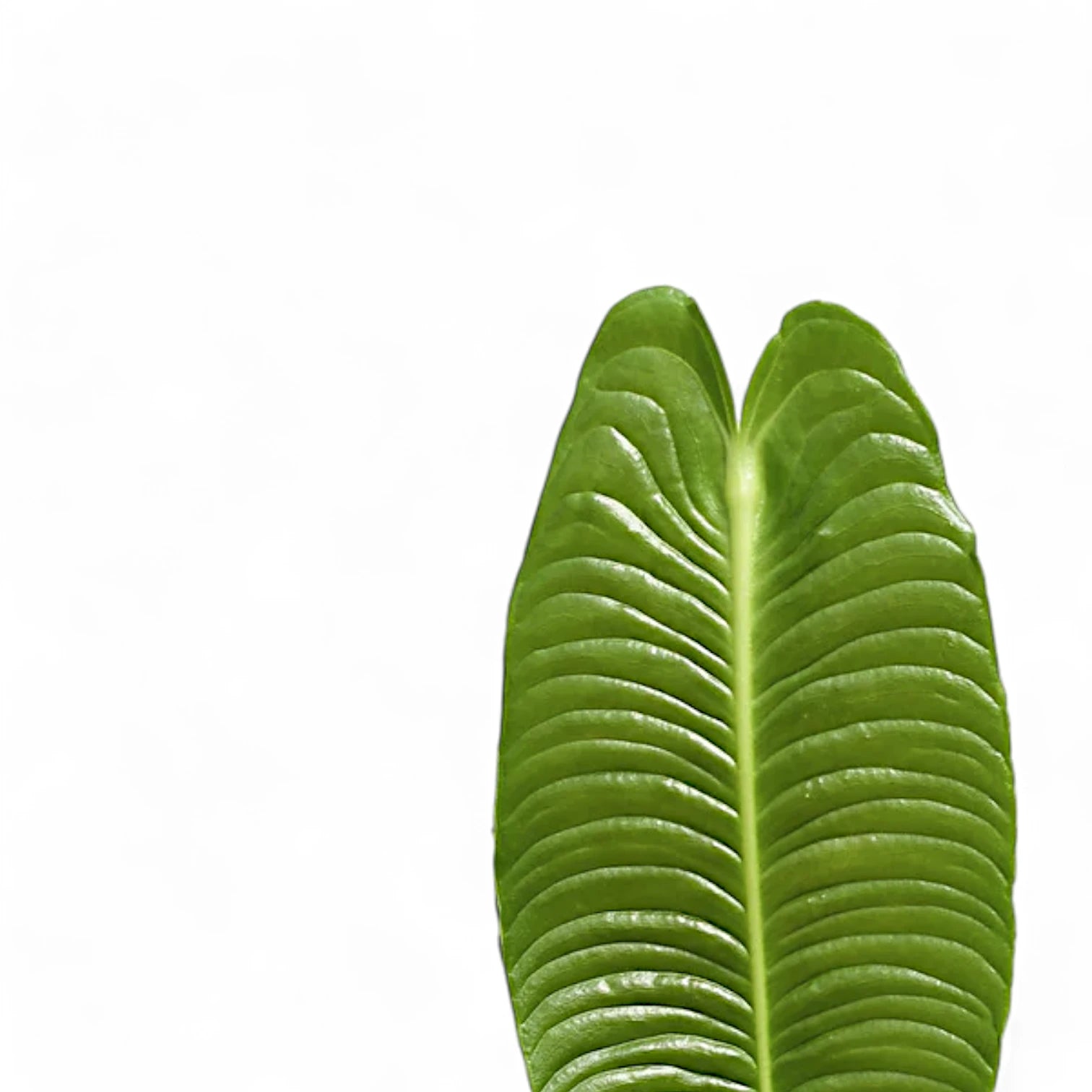 Nahaufnahme eines Blatts von Anthurium veitchii vor weißem Hintergrund.