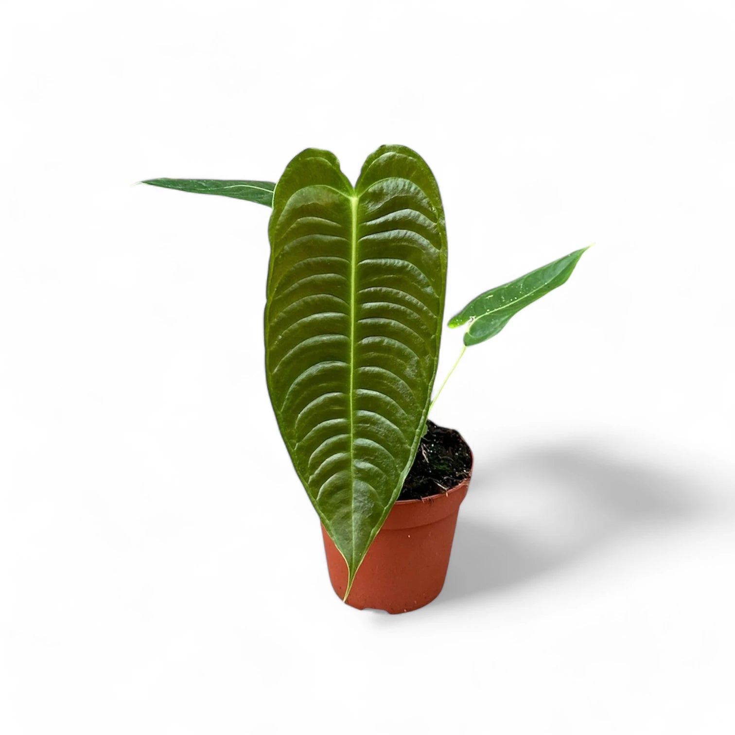 Anthurium veitchii – Zimmerpflanze im Kulturtopf auf weißem Hintergrund, Produktfoto 10.
