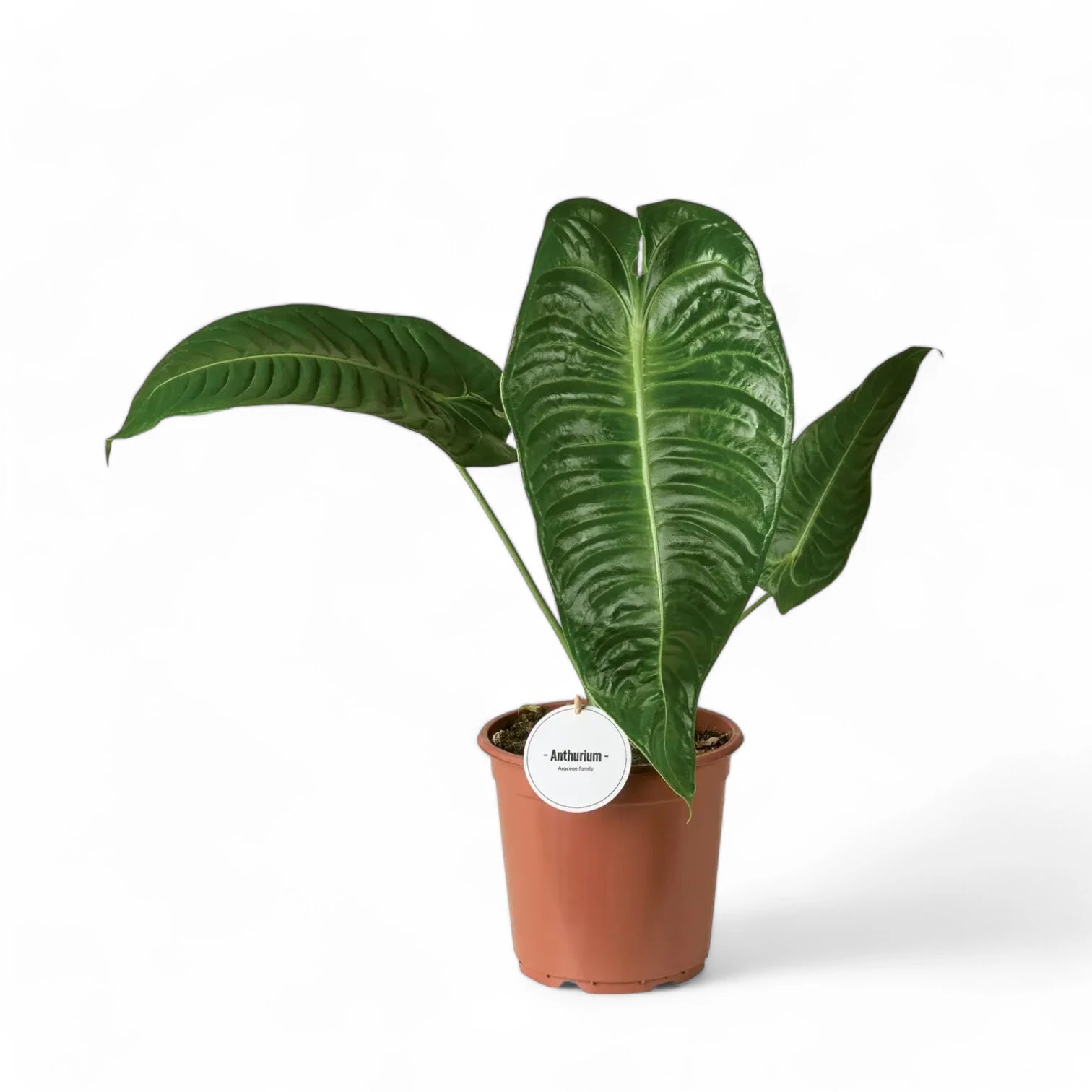 Anthurium veitchii – Zimmerpflanze im Kulturtopf auf weißem Hintergrund, Produktfoto 11.
