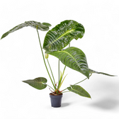 Anthurium veitchii – Zimmerpflanze im Kulturtopf auf weißem Hintergrund, Produktfoto 2.