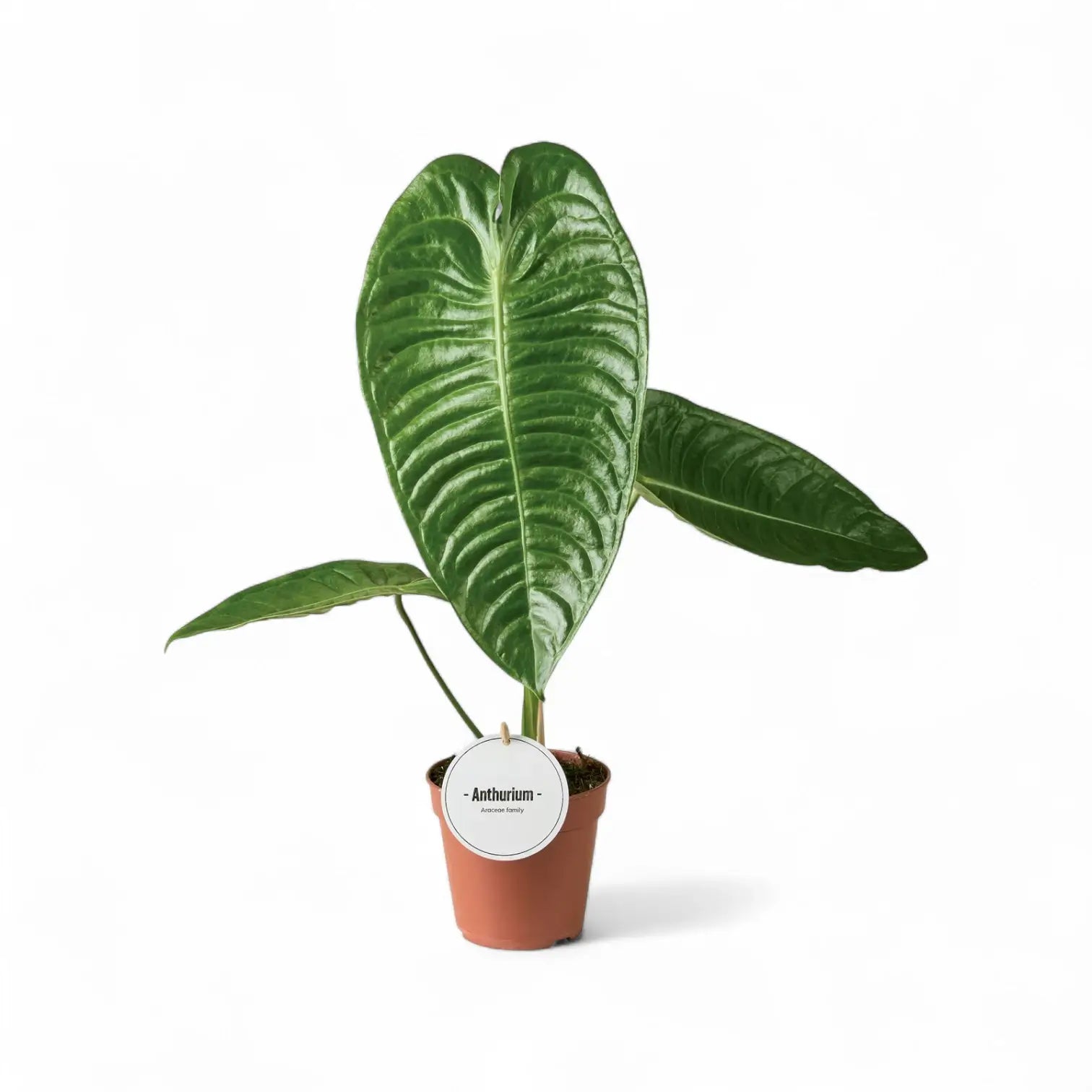 Anthurium veitchii potted plant in nursery pot on white background.