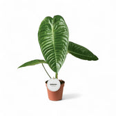 Anthurium veitchii – Zimmerpflanze im Kulturtopf auf weißem Hintergrund, Produktfoto 3.