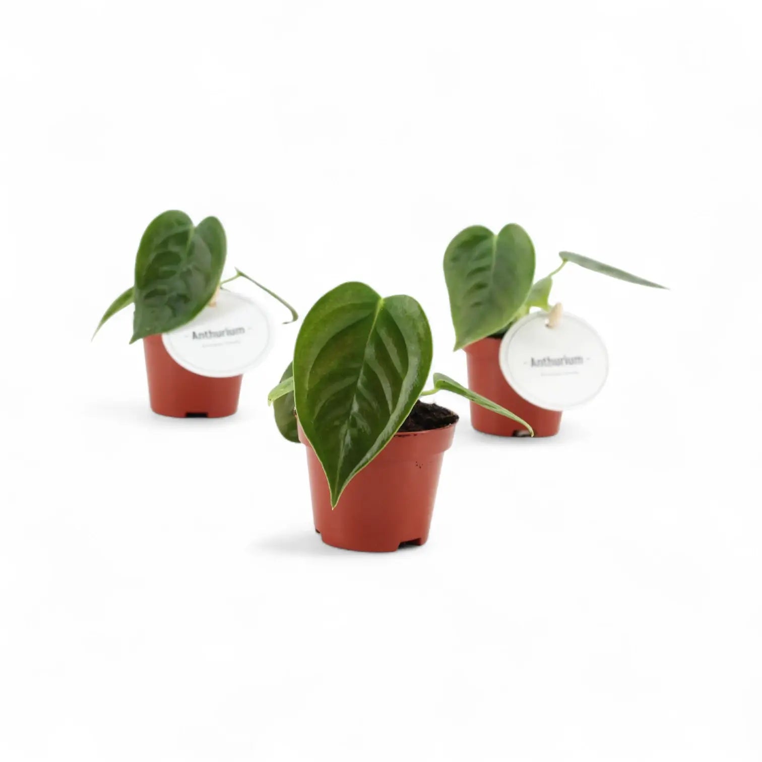Anthurium veitchii potted plant in nursery pot on white background.