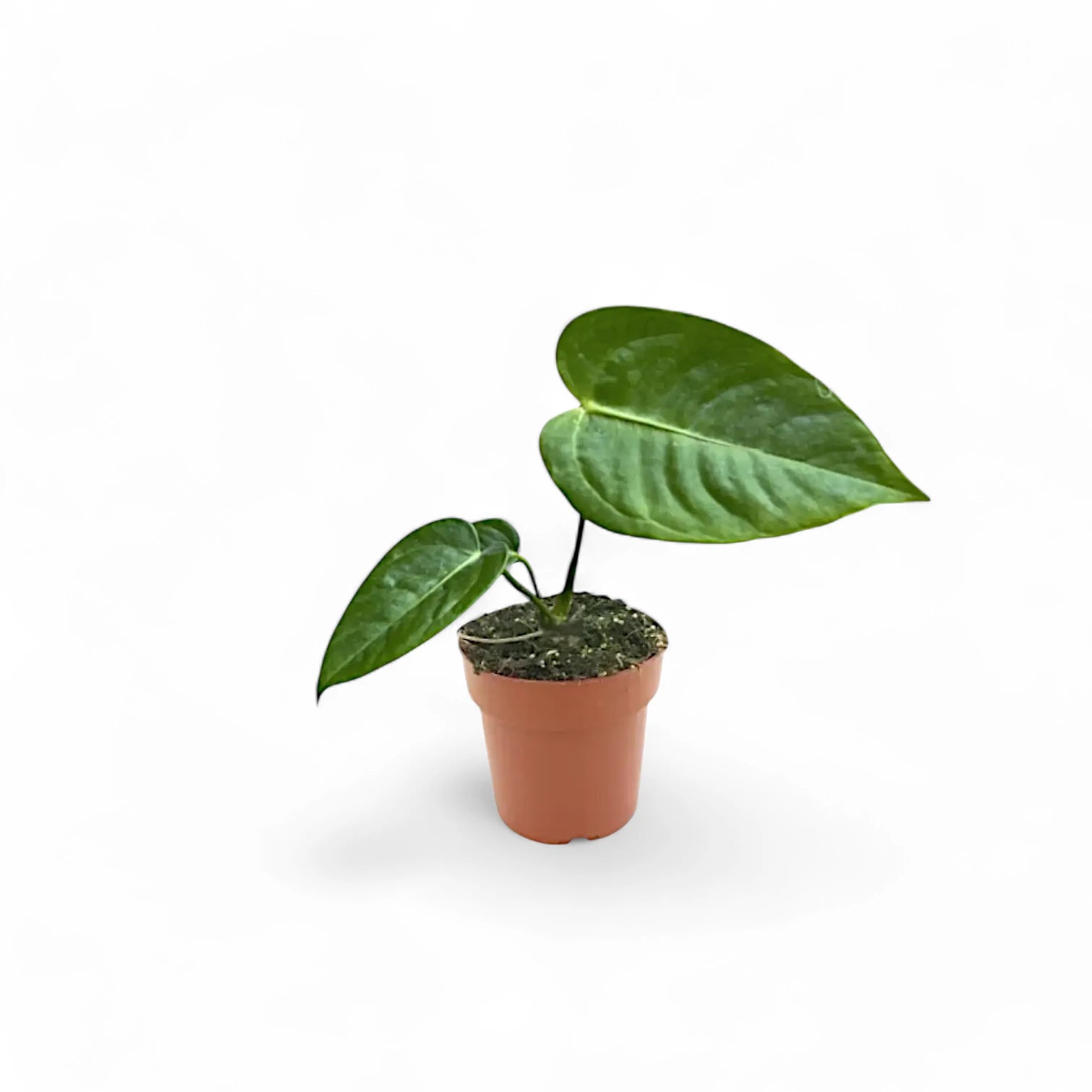 Anthurium veitchii plant in a nursery pot against a white background
