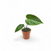 Anthurium veitchii – Zimmerpflanze im Kulturtopf auf weißem Hintergrund, Produktfoto 7.