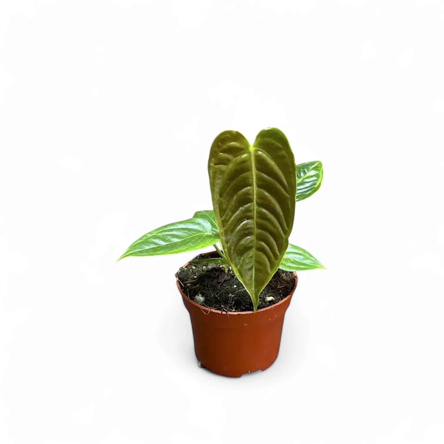 Anthurium veitchii – Zimmerpflanze im Kulturtopf auf weißem Hintergrund, Produktfoto 8.